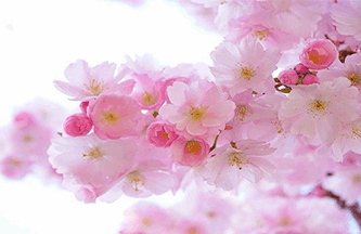 refranes-populares-de-flores