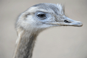 refranes-populares-sobre-animales