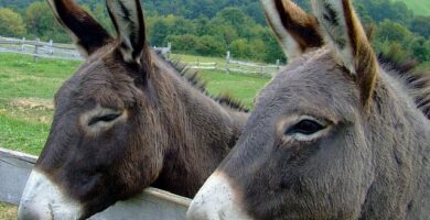 refranes-populares-sobre-burros