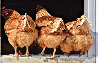 refranes-populares-sobre-gallinas