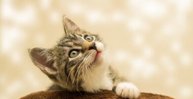 refranes-populares-sobre-gatos