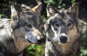 refranes-populares-sobre-lobos