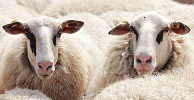 refranes-populares-sobre-ovejas-ganado