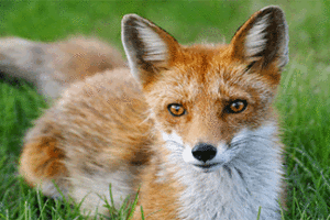 refranes-populares-sobre-zorros