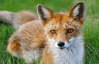 refranes-populares-sobre-zorros