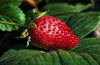 refranes-populares-sobre-la-vida