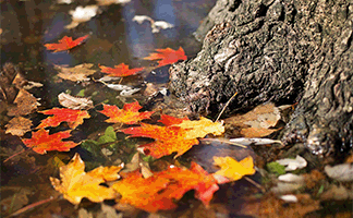 refranes-populares-sobre-noviembre