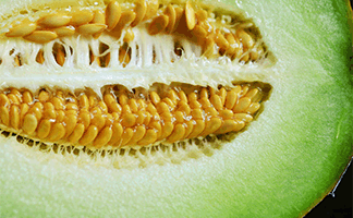 refranes-populares-sobre-el-melón