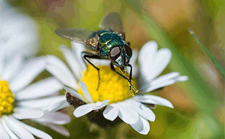 refranes-populares-sobre-moscas