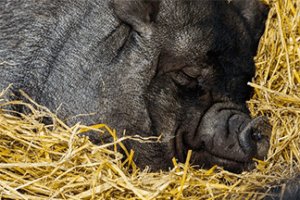 refranes-de-animales-de-granja